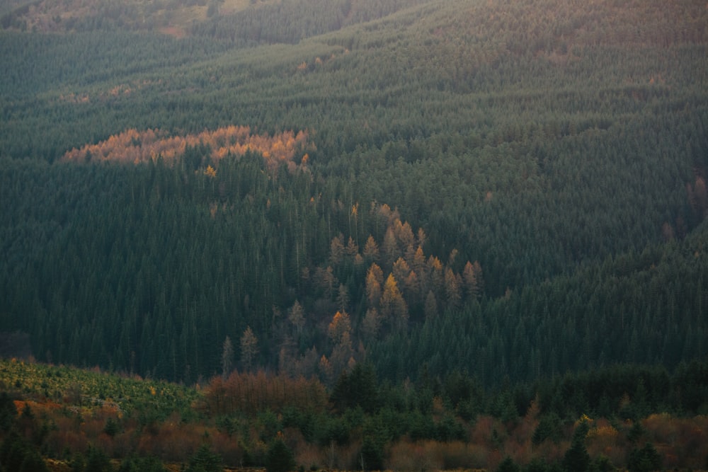 aerial photograph of forest