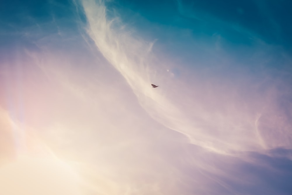 pájaro negro volando en el cielo