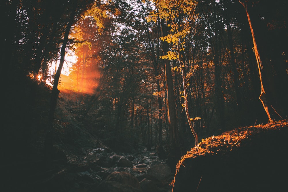 long exposure photography of trees