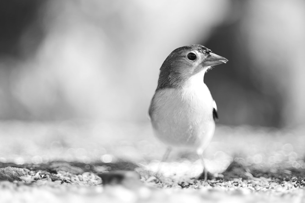 a black and white photo of a small bird