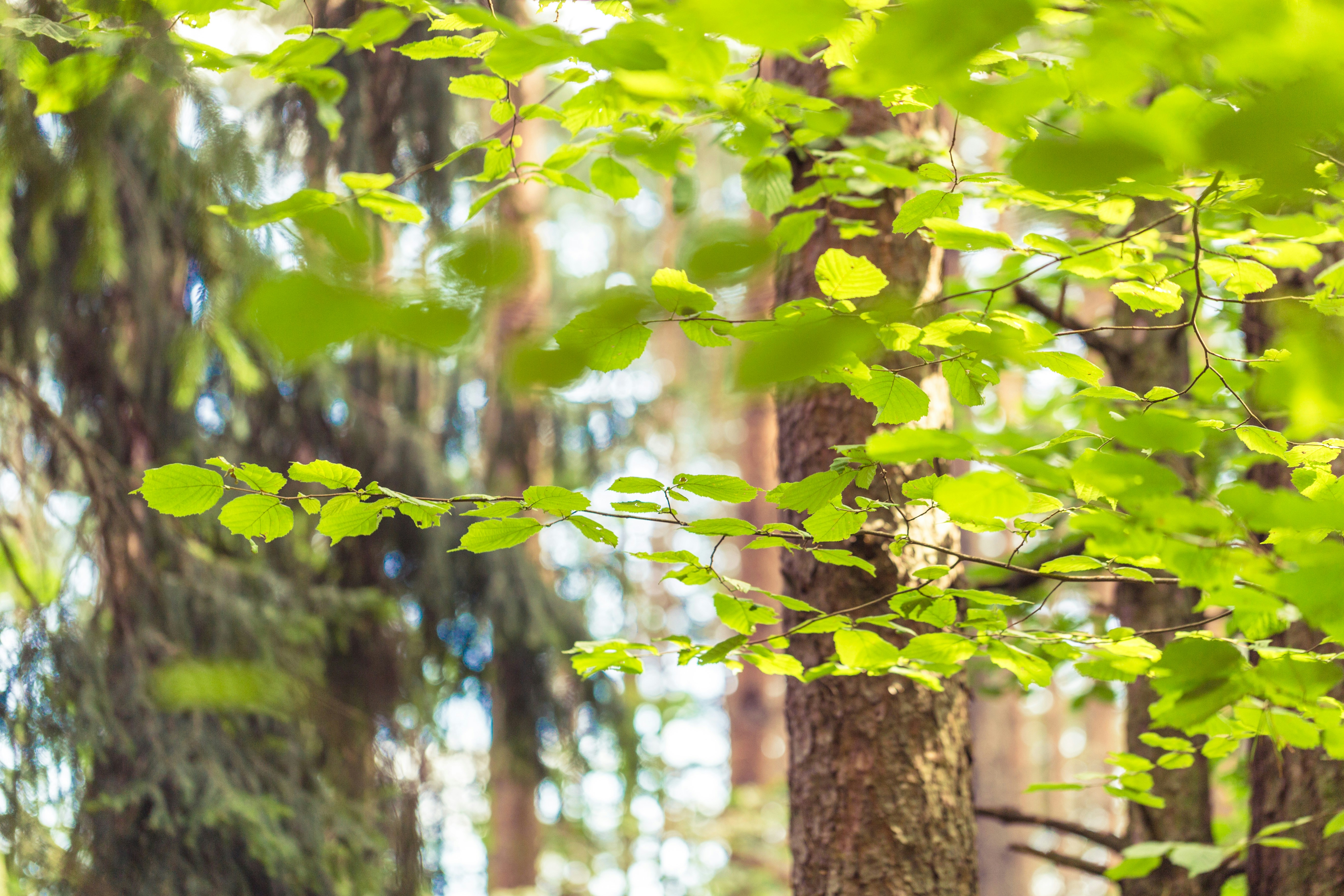 Free Unsplash photo from Victor Vorontsov