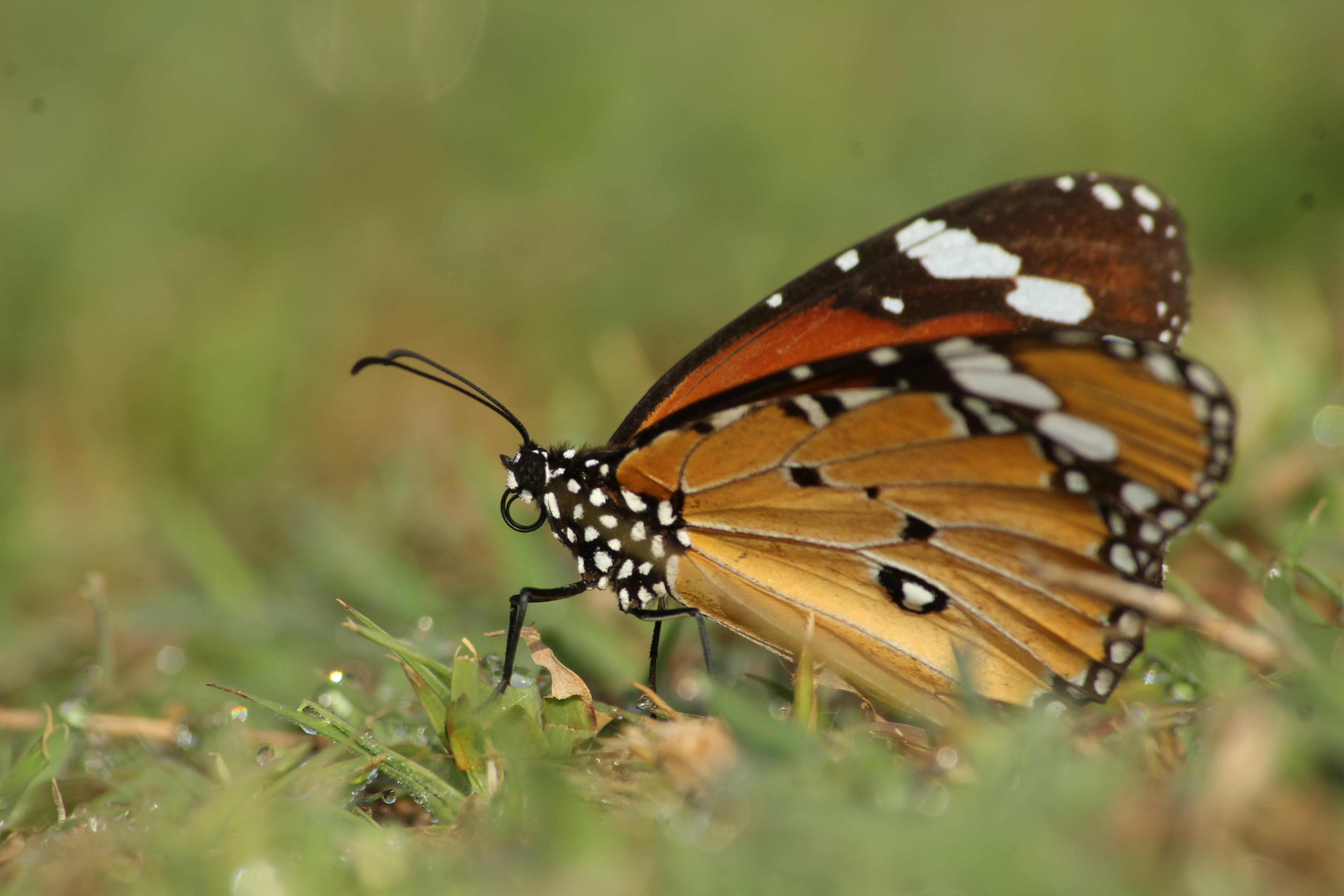 Free Unsplash photo from Nataraj Rao
