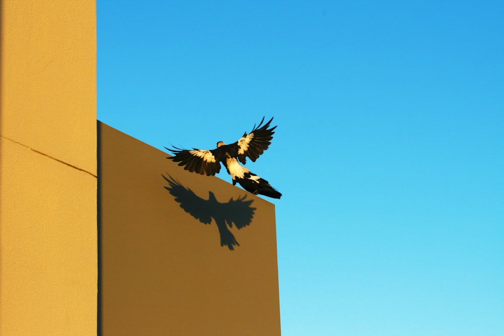 yellow and black bird about to perch