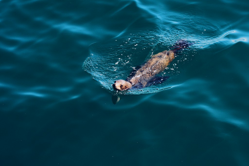 Otter Splash