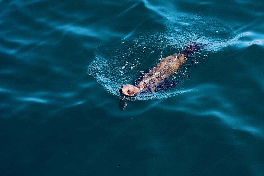 photo of brown and black animal swimming at body of water