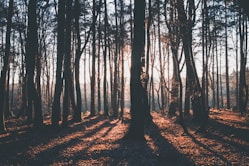silhouette photography of trees