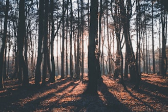 silhouette photography of trees