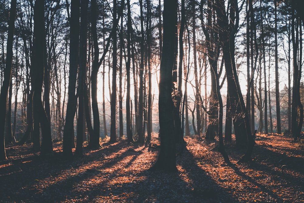 silhouette photography of trees