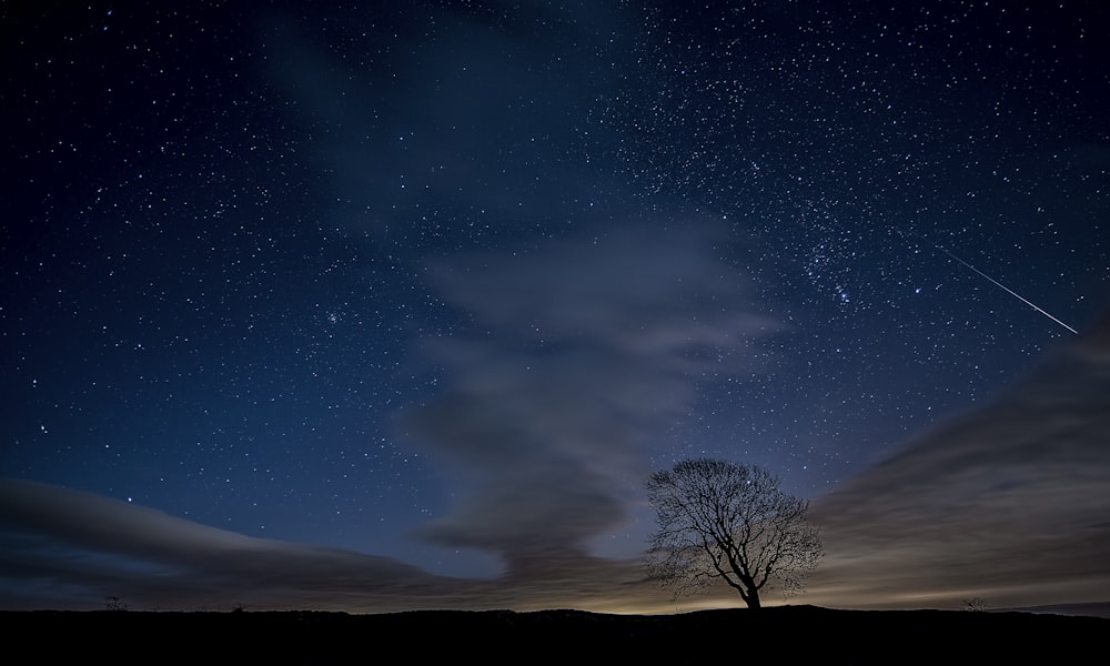 silhouette photo of trees during nighttime