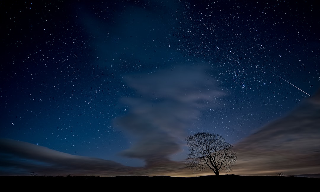 silhouette photo of trees during nighttime