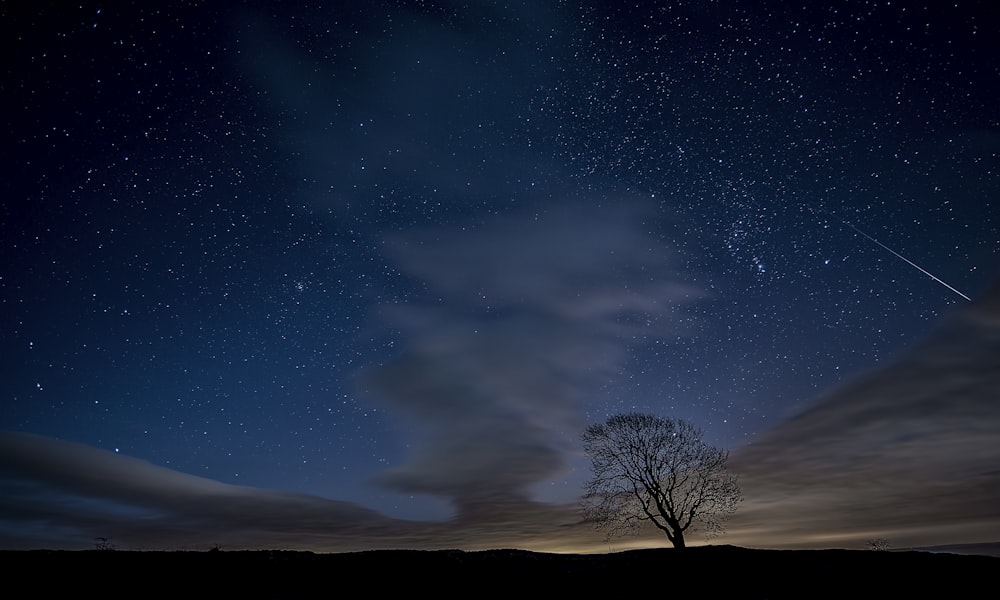 foto di silhouette di alberi durante la notte