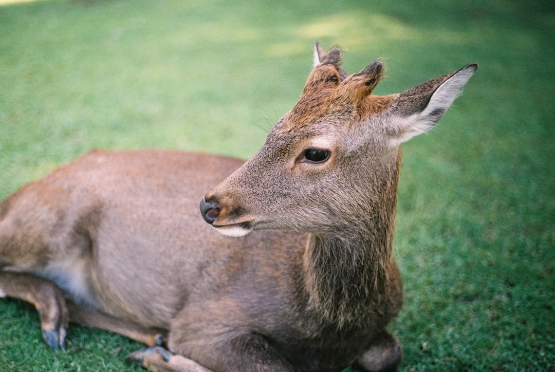 travelers stories about Wildlife in Nara Park, Japan