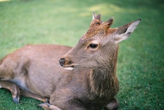 deer lying on lawn during daytime in Nara Park Japan