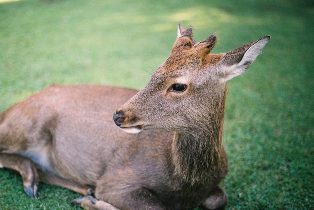 deer lying on lawn during daytime