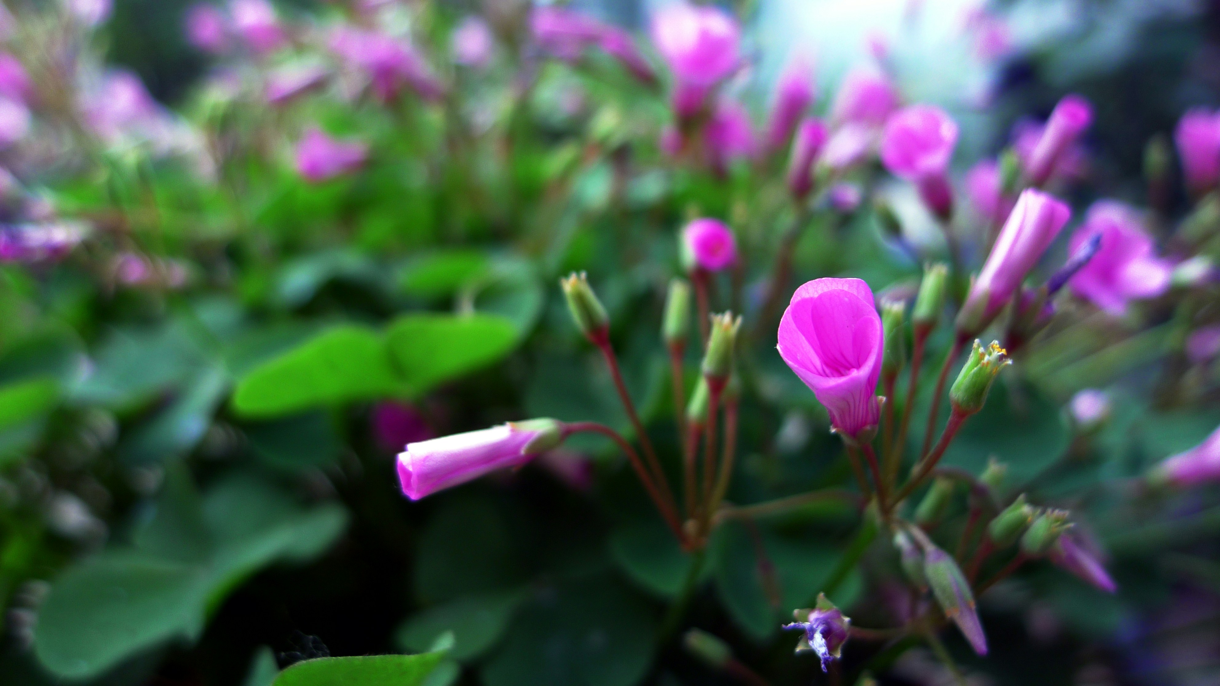 Free Unsplash photo from zhang zhang