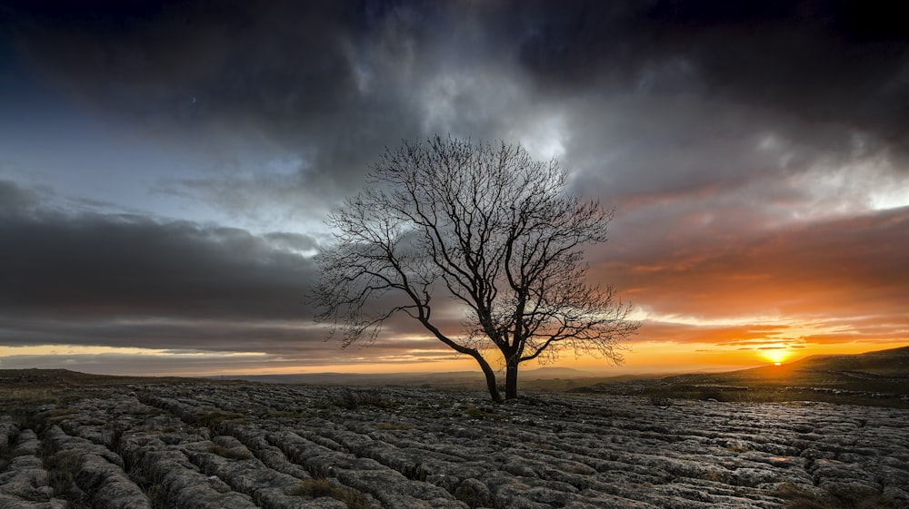 arbre nu sous un ciel nuageux gris