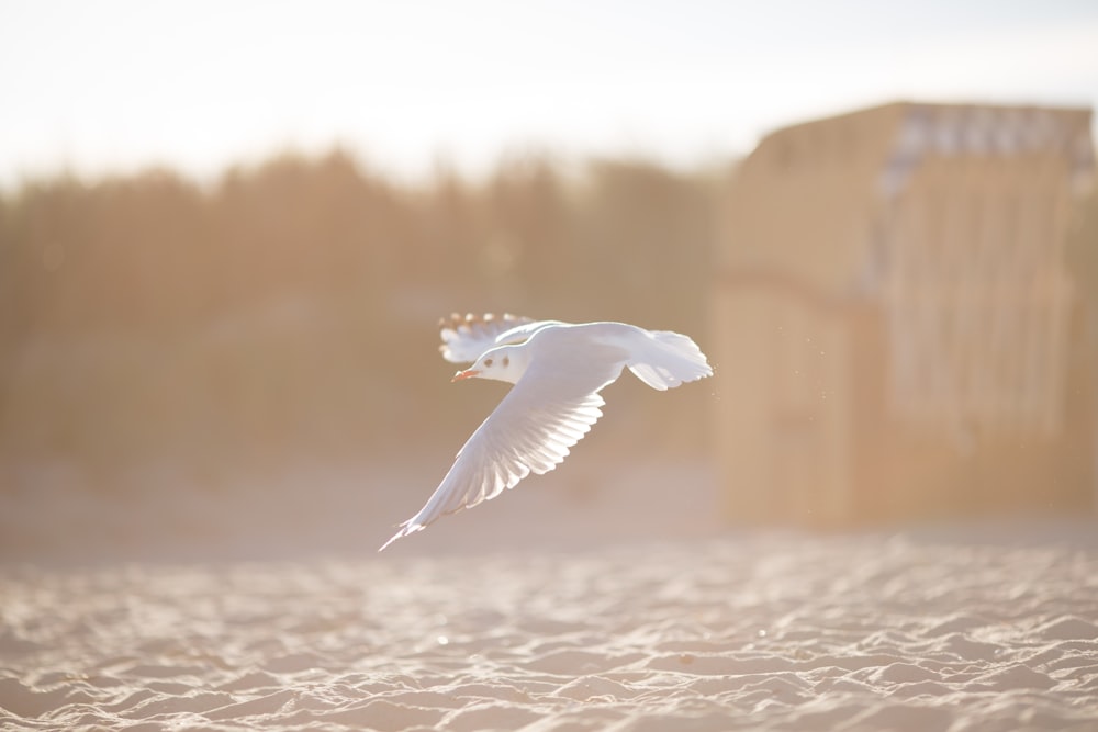 white bird flying above body of water