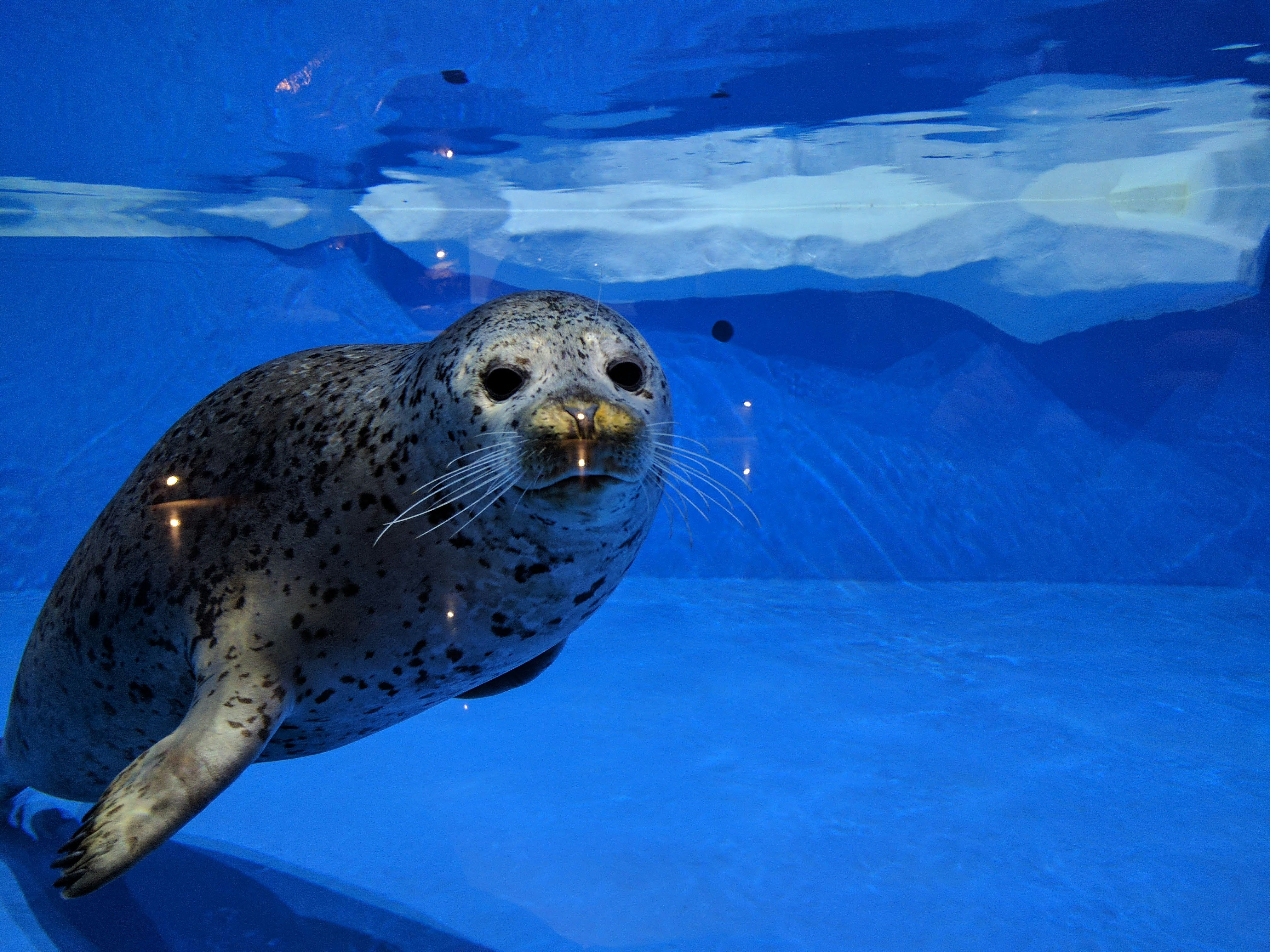 Free Unsplash photo from Alex Bagirov