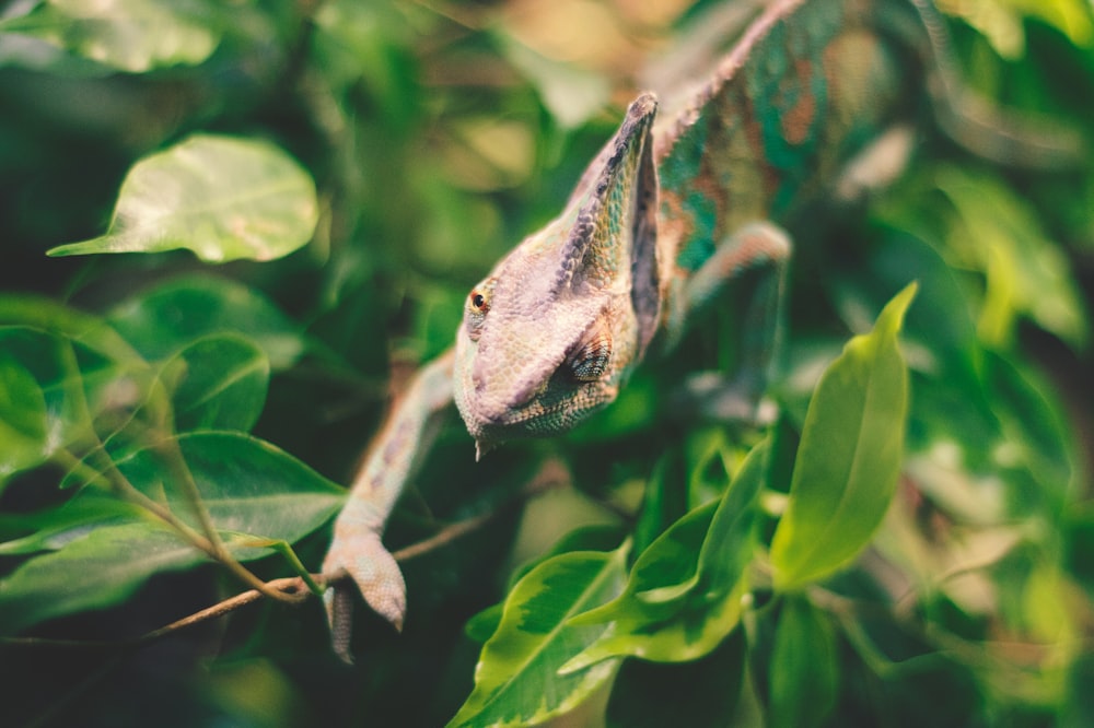 chameleon on plant