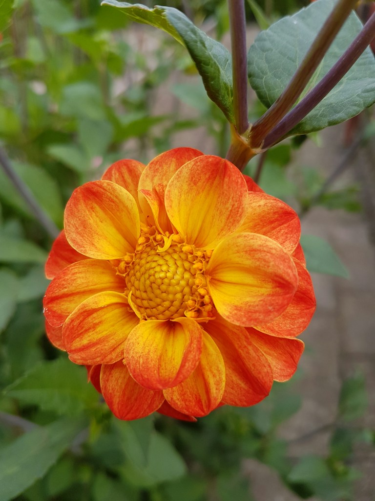 Dahlia Tubers