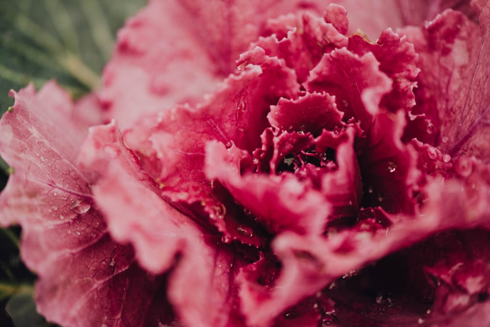 photo en gros plan de fleur rouge