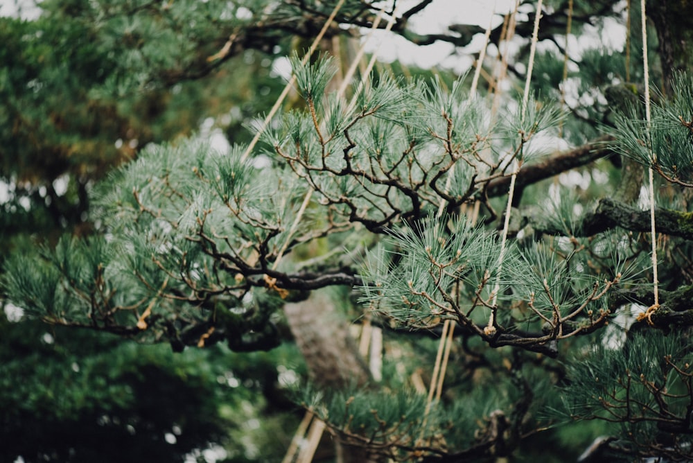 selective-focus photography of green leaf tree during daytime