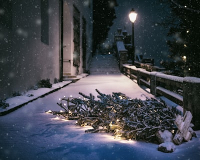 shallow focus photography of tree on road oberösterreich google meet background