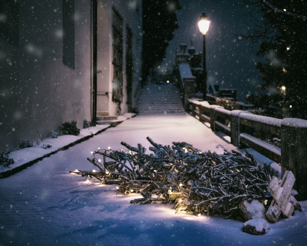 fotografia a fuoco superficiale di albero sulla strada