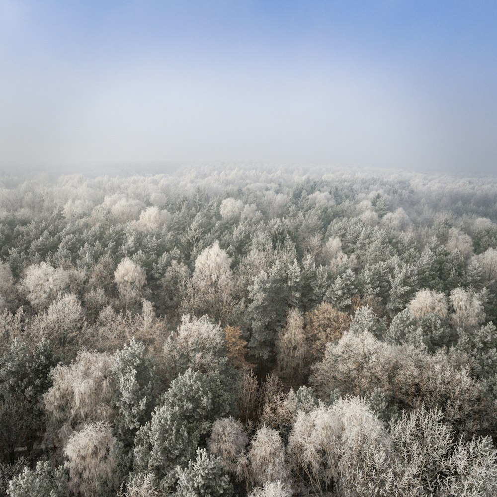 green pine trees covered with fog