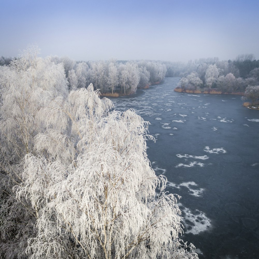 white trees between lake