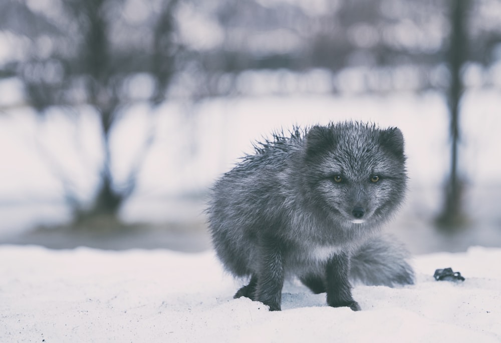 Photographie sélective de loup noir