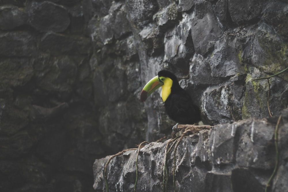 toucan on rock formation during daytime