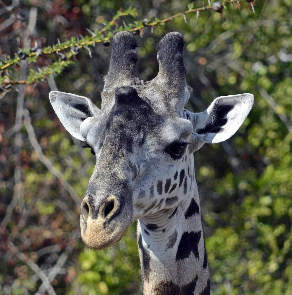 white and black giraffe