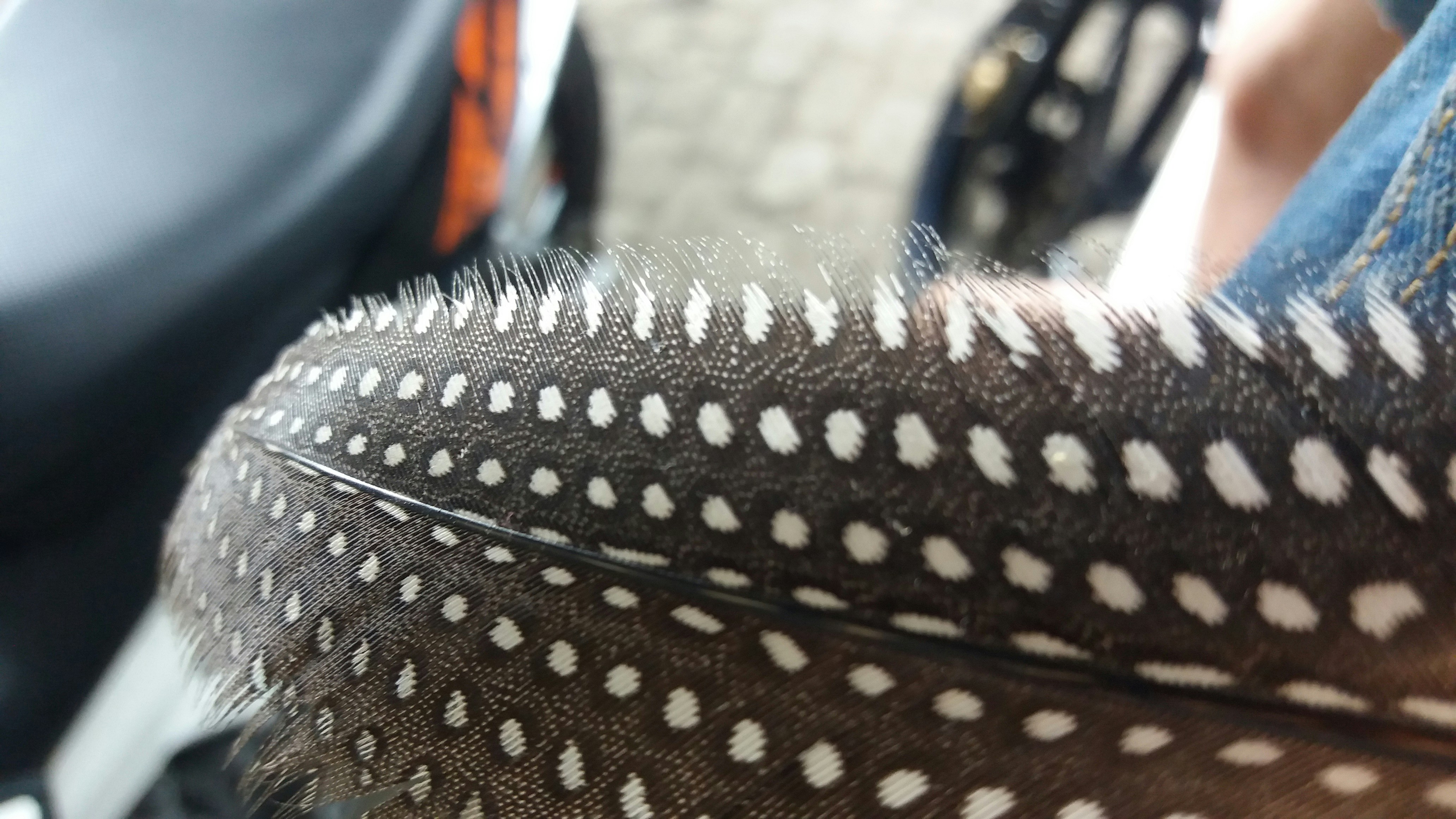 Free Unsplash photo from Herman Alwaysavrilia