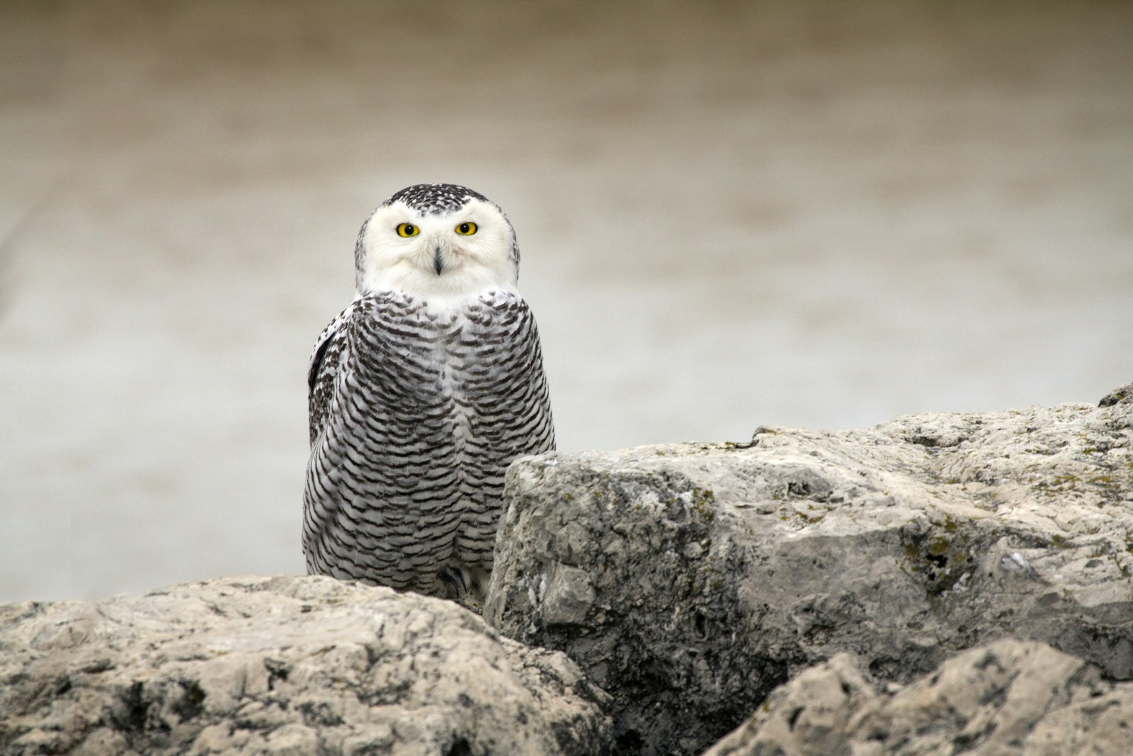 Canon EOS 60D + Canon EF 100-400mm F4.5-5.6L IS USM sample photo. Owl on rocks during photography