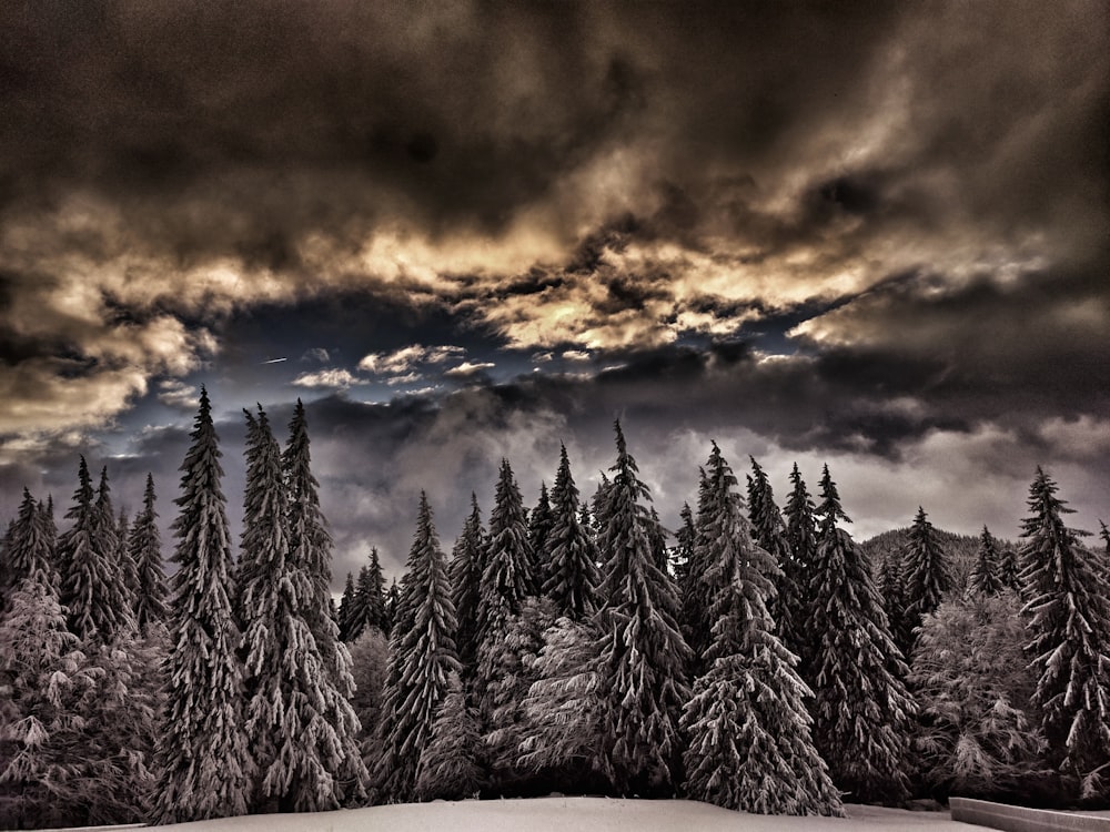 fotografia de paisagem da floresta sob o céu nublado