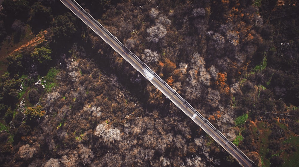 bird's eye view of empty bridge over trees