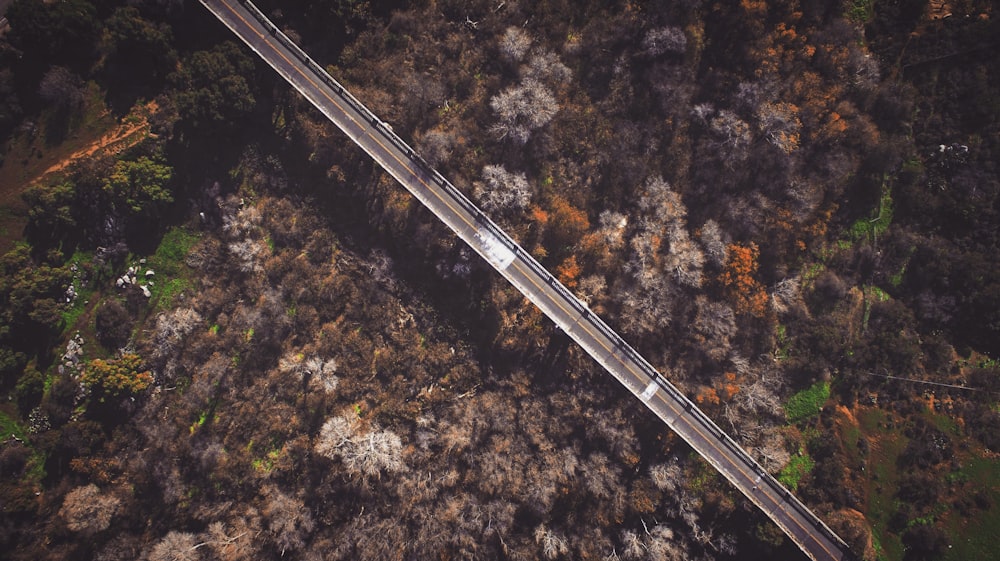 Vista aérea de un puente vacío sobre los árboles
