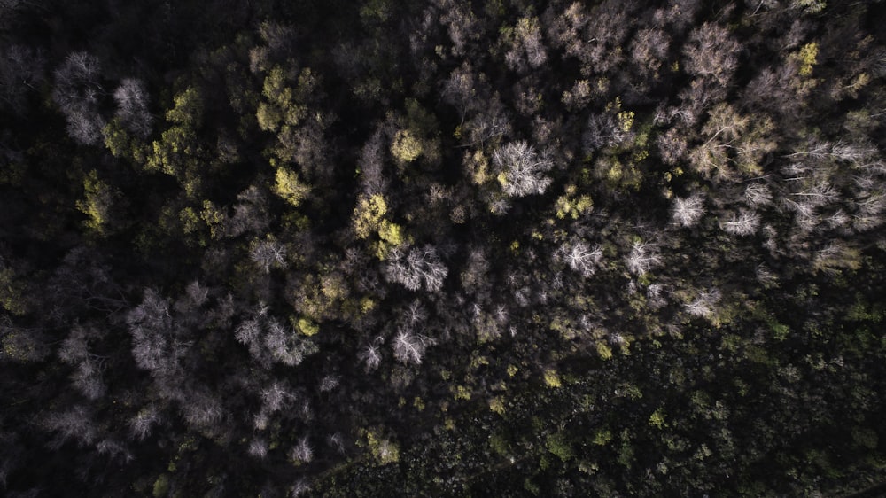 aerial view photography of green and brown trees