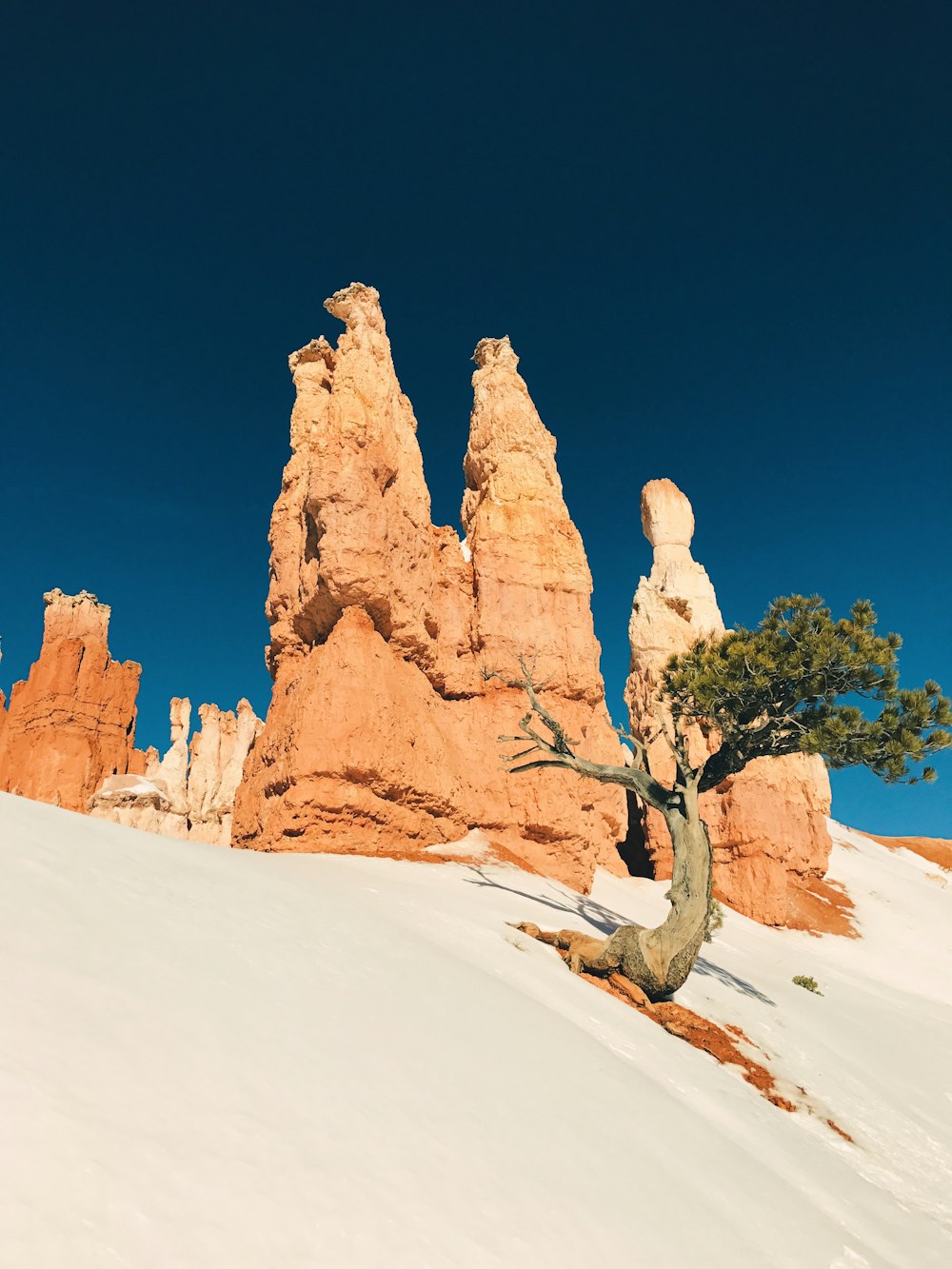 Photo en contre-plongée de la falaise brune et de l’arbre
