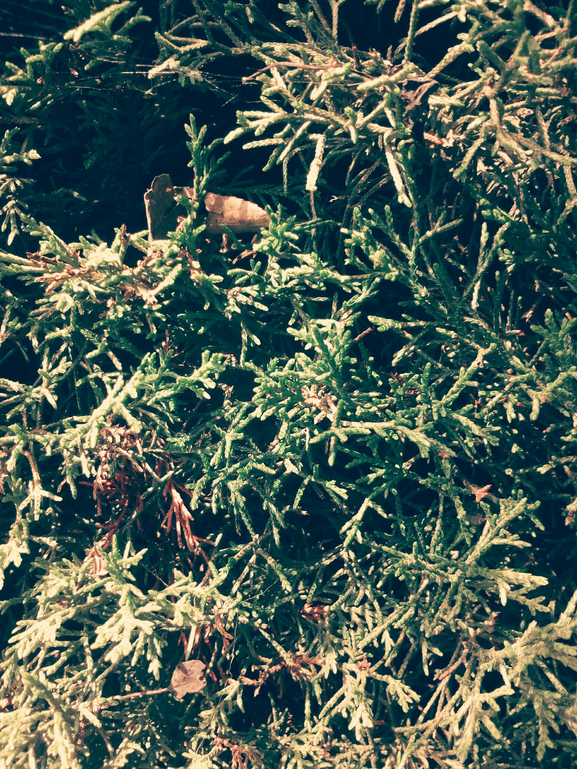 Free Unsplash photo from Nicolas Navarro