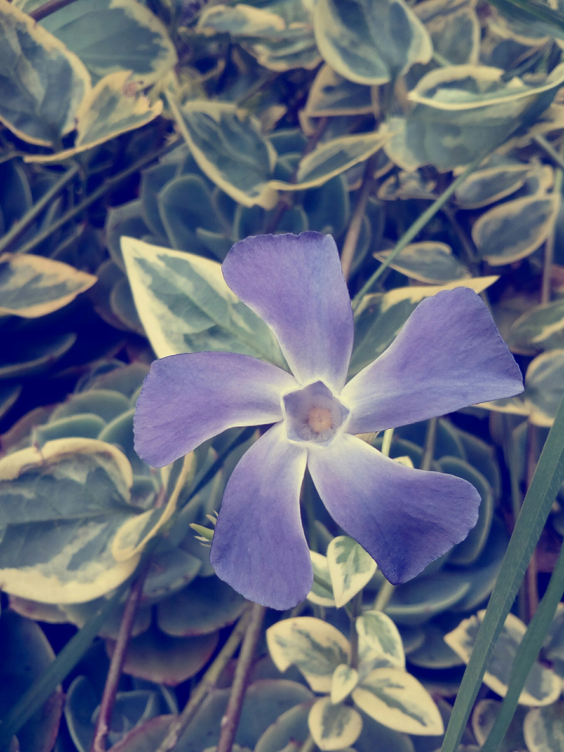 Free Unsplash photo from Nicolas Navarro