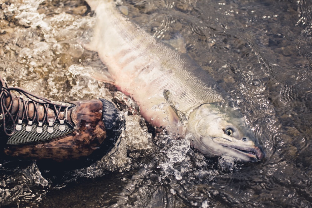 peixes prateados debaixo d'água