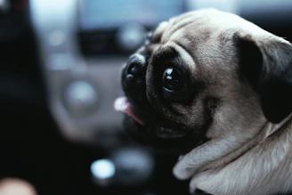 A close-up of a happy pug puppy with big, sparkling eyes and a tiny tongue peeking out