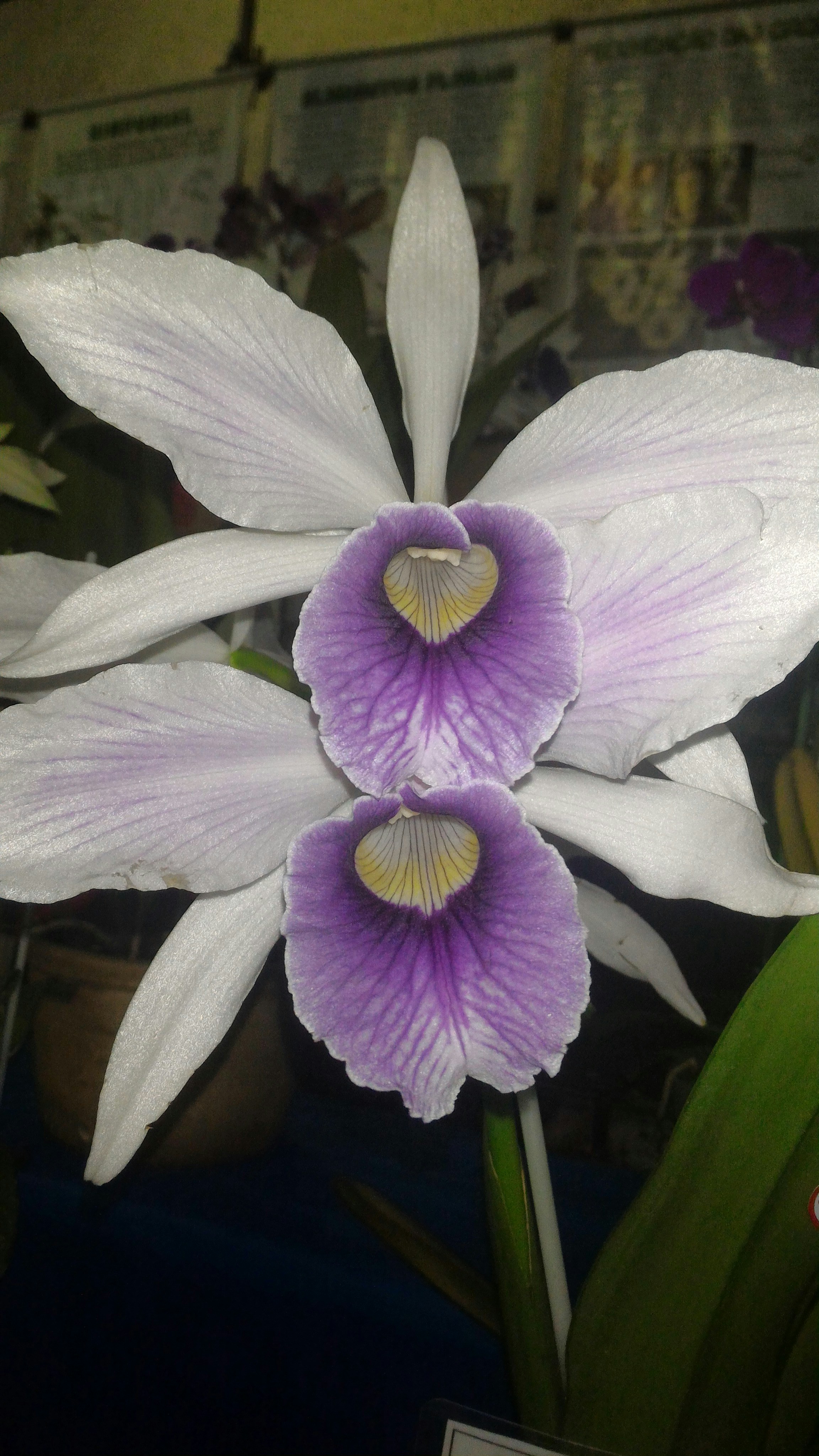 Free Unsplash photo from Edison Ribeiro