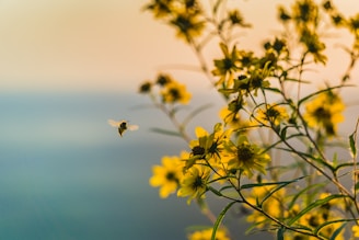 brown bee flying near yellow petaled flower