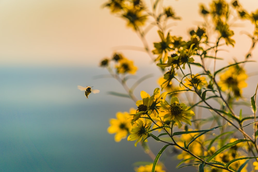 노란 꽃잎 꽃 근처를 날고 있는 갈색 꿀벌