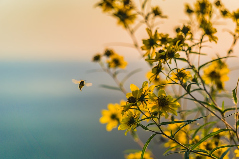 ape marrone che vola vicino al fiore dai petali gialli