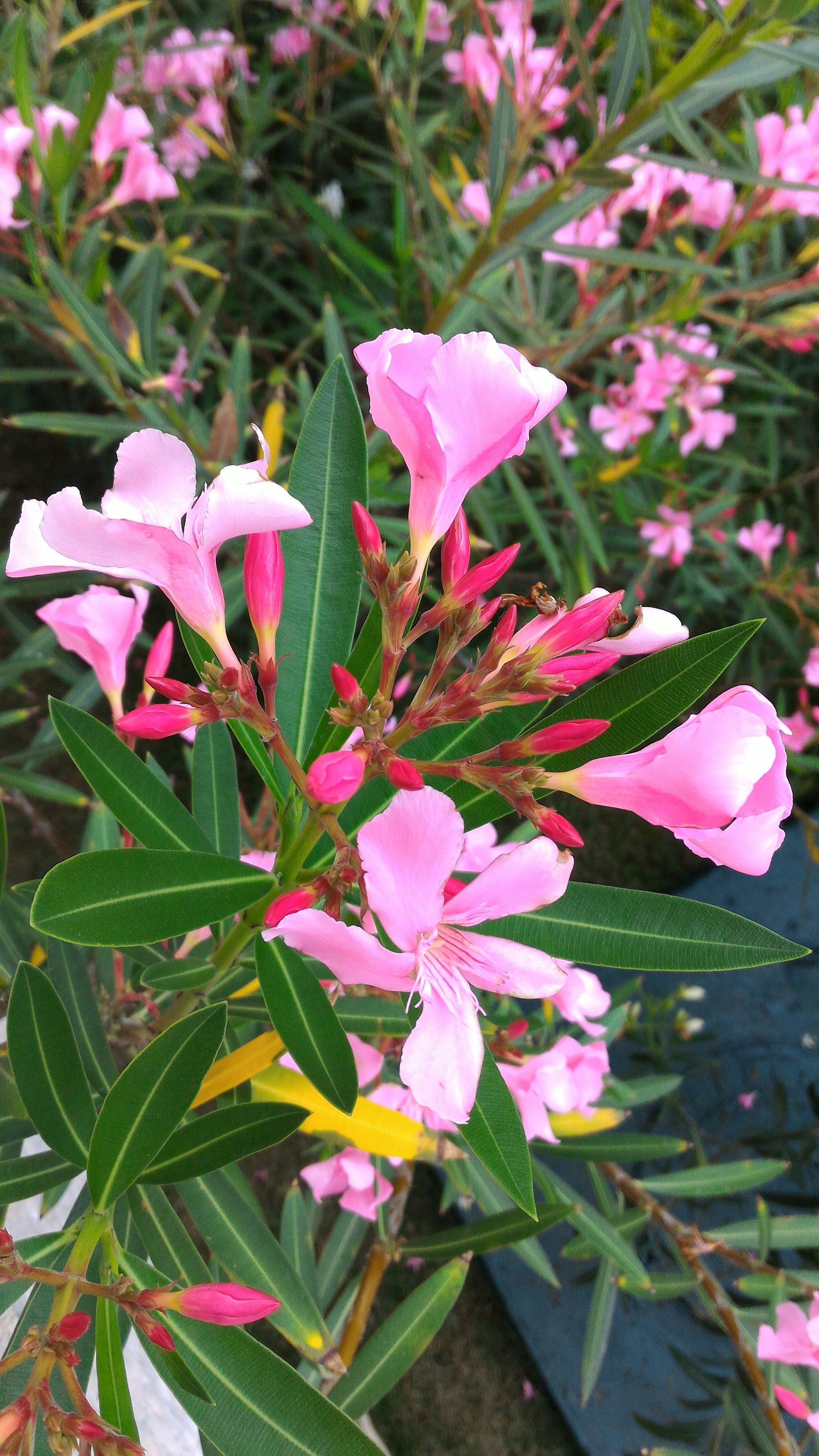 Free Unsplash photo from Edison Ribeiro