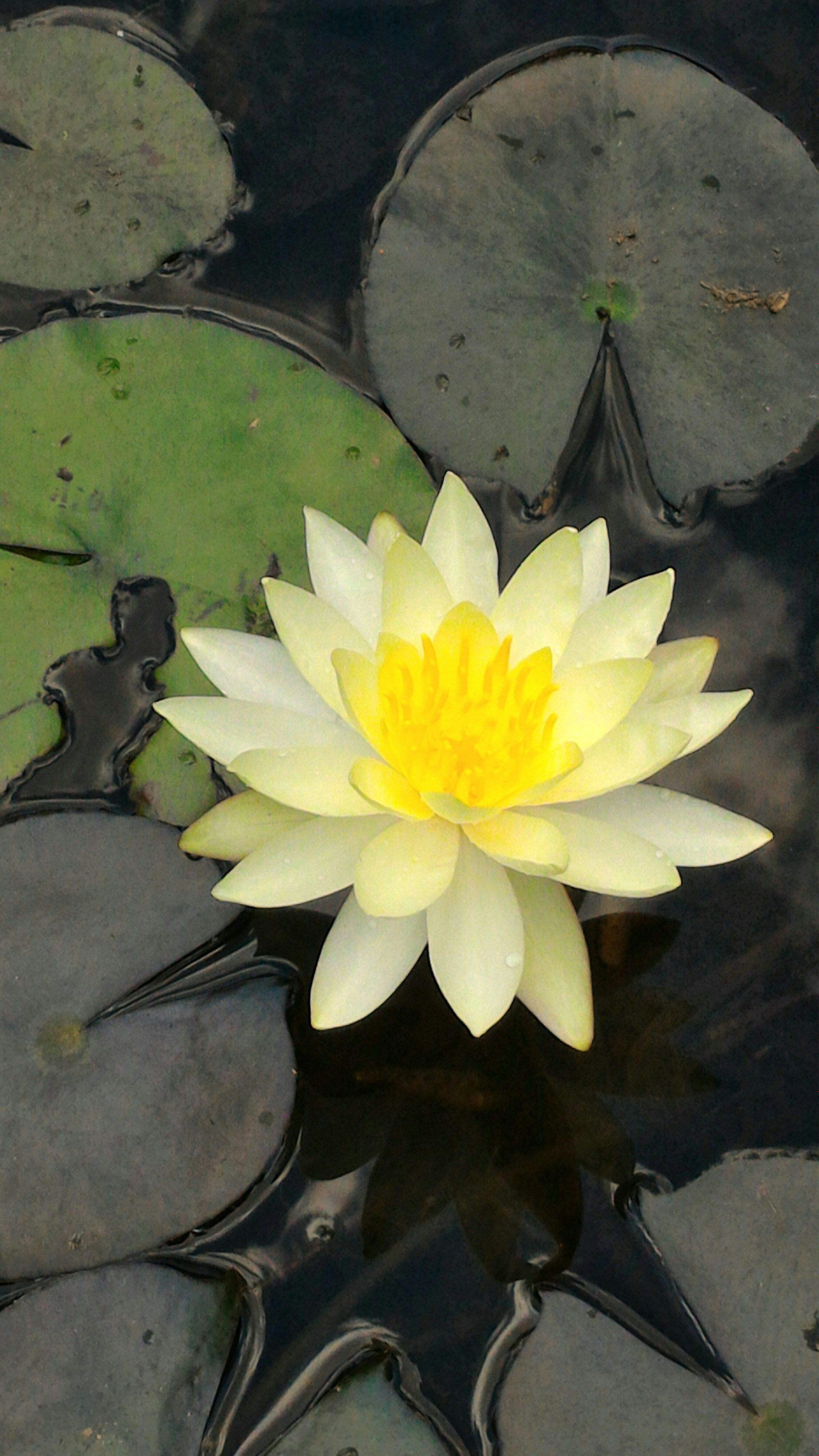 Free Unsplash photo from Edison Ribeiro